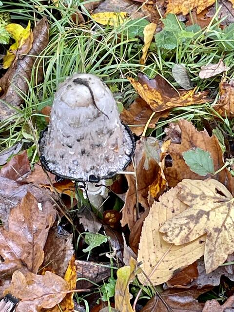 Foto: Urheberrecht bei Edith Kern