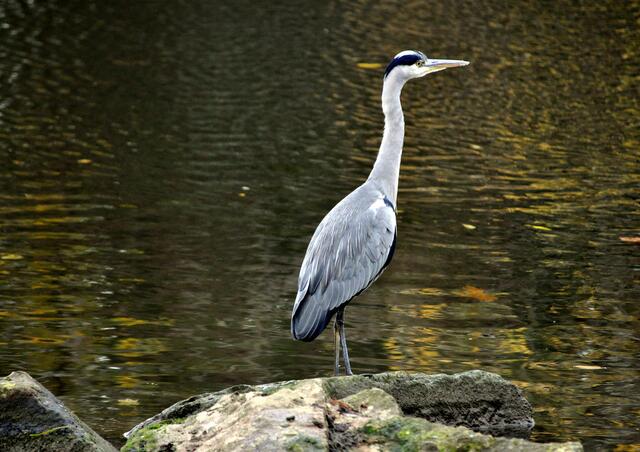 Unbeweglich beobachtet der Reiher sein Revier | Foto: Daniela Somers