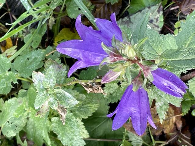 Foto: Urheberrecht bei Edith Kern