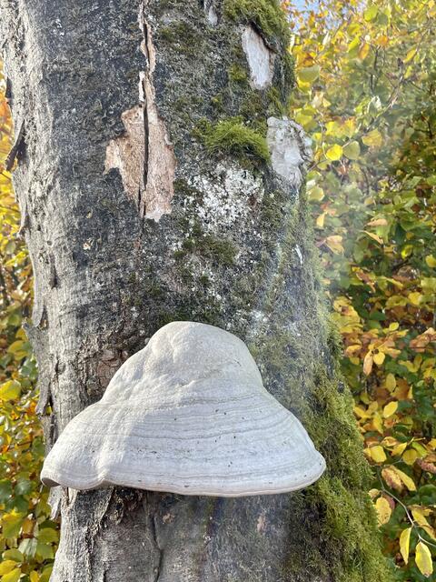 Foto: Urheberrecht bei Edith Kern