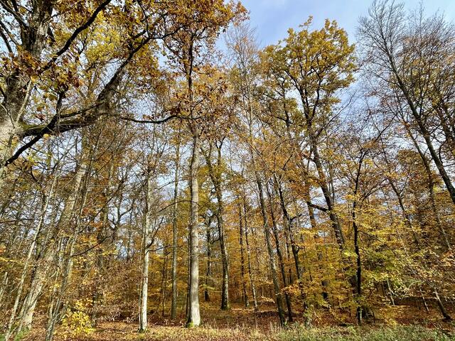 Foto: Urheberrecht bei Edith Kern