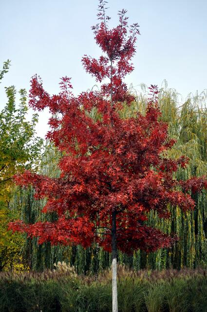 Ein kleiner Prachtbaum auf dem ehemaligen Bugagelände | Foto: Daniela Somers