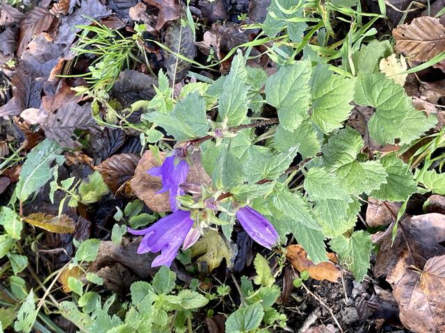 Foto: Urheberrecht bei Edith Kern