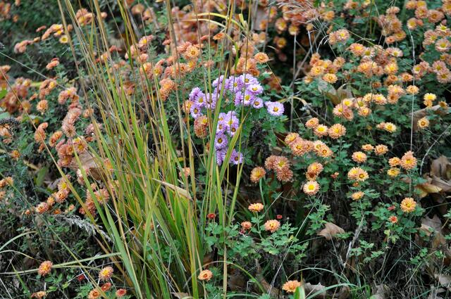 Absicht? Oder ist da dem Gärtner mal eine falsche Farbe untergekommen? | Foto: Daniela Somers