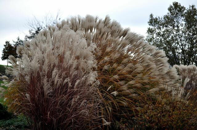 Gräser entlang des Sees | Foto: Daniela Somers