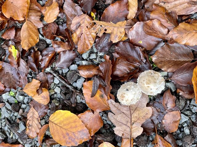 Foto: Urheberrecht bei Edith Kern