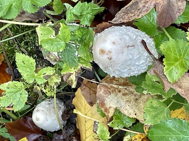 Foto: Urheberrecht bei Edith Kern