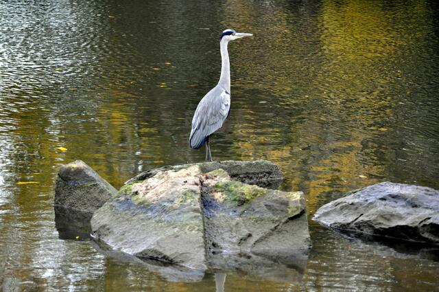 Da hat er sich einen schönen Felsen zum Beobachten ausgesucht. | Foto: Daniela Somers