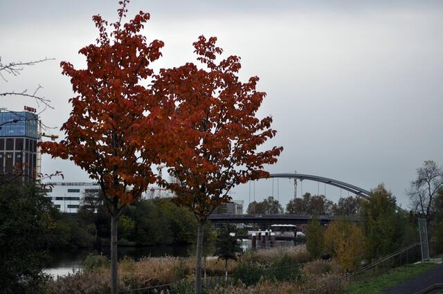 Außer dem See ist das wohl noch die einzig sehenswerte Strecke. Am Neckar entlang. | Foto: Daniela Somers