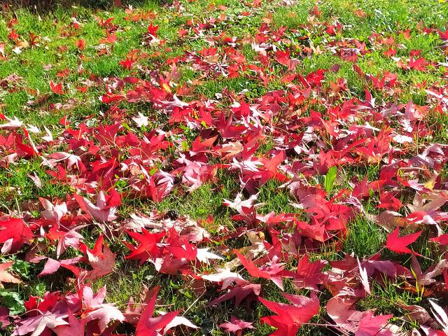 Der rote Teppich ist ausgebreitet.  | Foto: Sigrid Schlottke