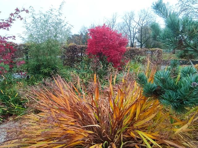 Herbstlich gefärbter japanischer Garten | Foto: Sigrid Schlottke