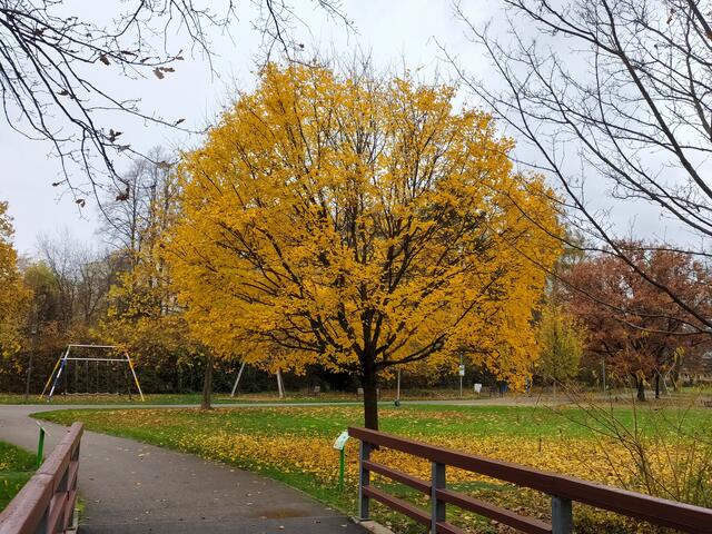 Dieser Baum trägt fast noch alle seine goldgelb gefärbten Blätter. Ein schönes Adieu auf dem Heimweg | Foto: Sigrid Schlottke