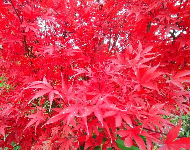 Die Ahornblätter leuchten rot, rot, rot.....  | Foto: Sigrid Schlottke
