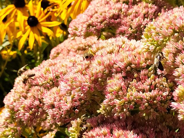 Die Fetthenne legt langsam ihr rotes Herbstkleid an | Foto: Sigrid Schlottke
