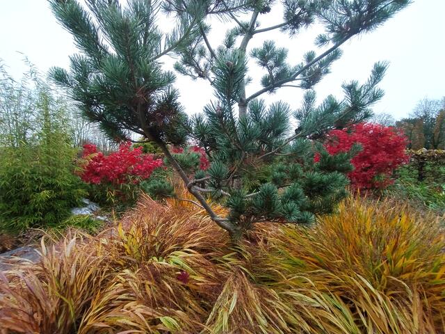 Japangarten | Foto: Sigrid Schlottke