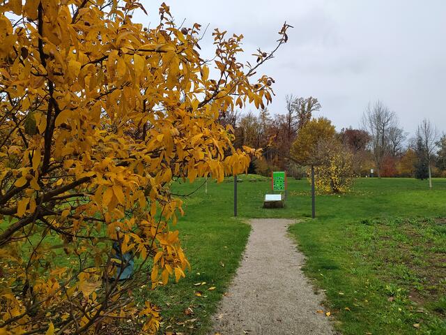 Links ein Mispelbaum auf dem Weg zum keltischen Baumkreis | Foto: Sigrid Schlottke