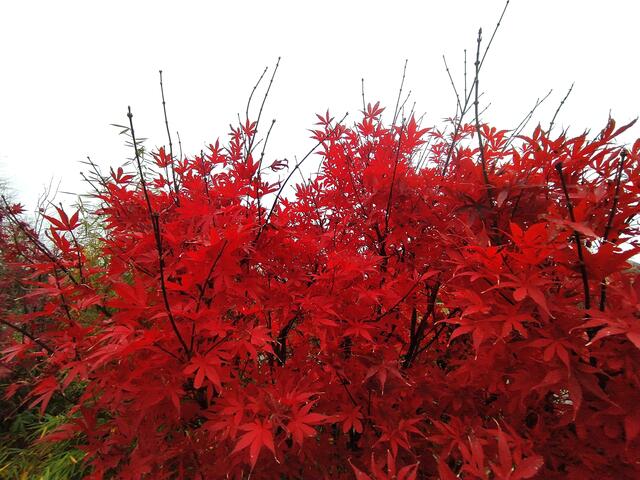 Ein herrlich rotes Bäumchen, dieser Ahorn | Foto: Sigrid Schlottke
