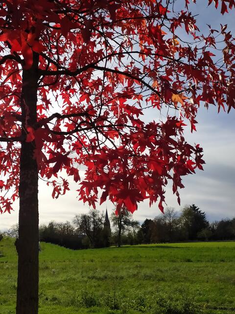 Ein kleines rotlaubiges Ahornbäumchen leuchtet in der Landschaft in Bad Rappenau | Foto: Sigrid Schlottke