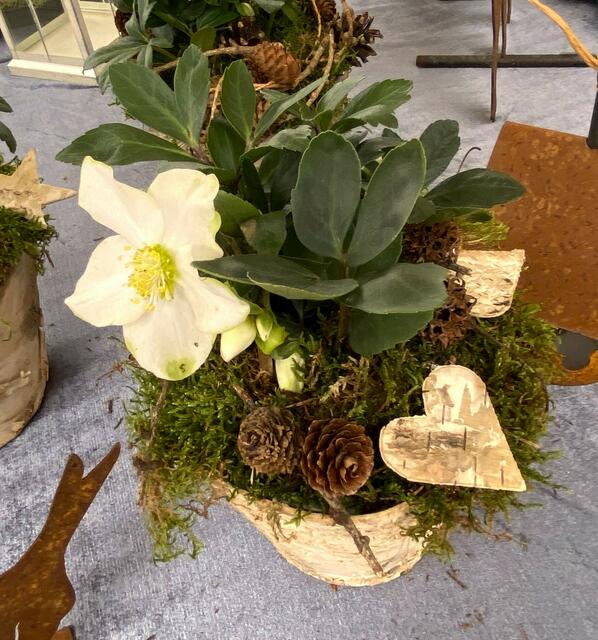 Foto: Heide Böllinger aus Bad Friedrichshall