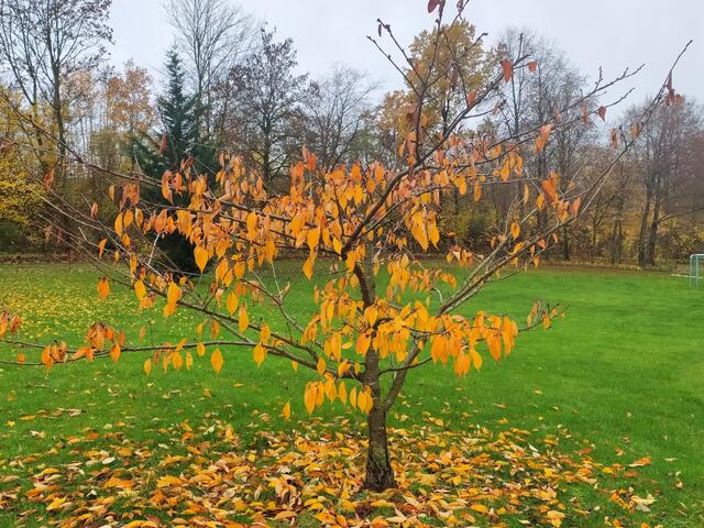 Selbst die kleinsten Bäumchen verzaubern mit goldfarbenen Blättern.  | Foto: Sigrid Schlottke