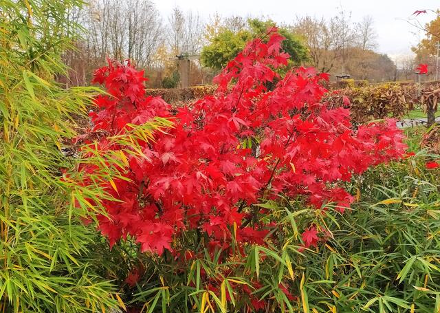 Feuerroter Ahorn im Japangarten des Salinenparks | Foto: Sigrid Schlottke