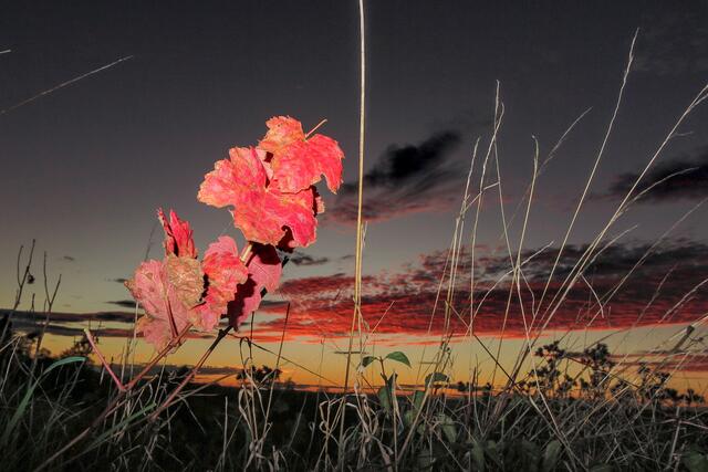 Rote Blätter vor Abendhimmel | Foto: Peter Rössler