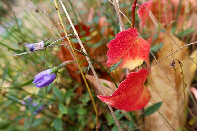 Rote Blätter mit blauer Blüte | Foto: Peter Rössler