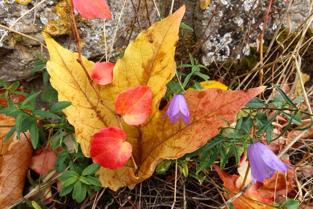 Herbstliche Blätter | Foto: Peter Rössler