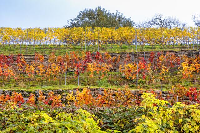 Weinberg zwischen Offenau und Gundelsheim | Foto: Peter Rössler