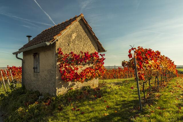Das Gewinnerbild zum Fotowettbewerb "Herbstrot", beweist, wie schön diese Jahreszeit sein kann. | Foto: Egon Groß