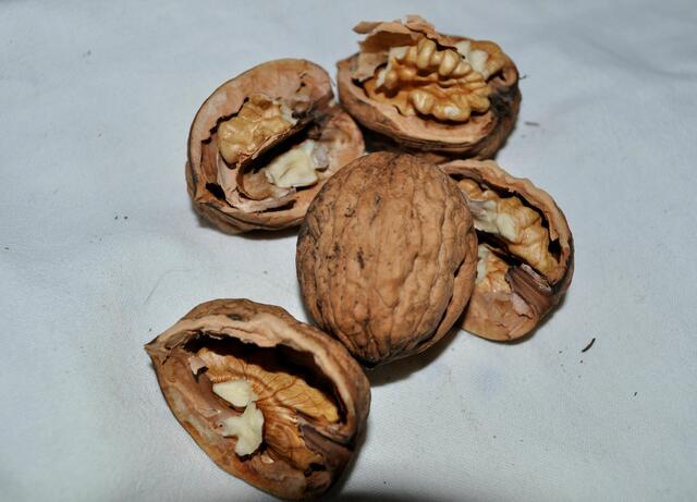 Sie haben schon Ähnlichkeit mit einem Gehirn. Und sie sind tatsächlich gut für unser Gehirn. | Foto: Daniela Somers