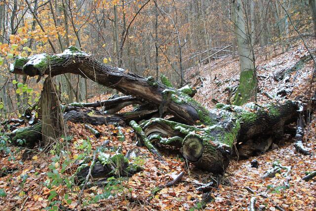 🌳🌲🍁🍂Holz soweit das Auge reicht🍂🍁🌲🌳 | Foto: Ralf Röser