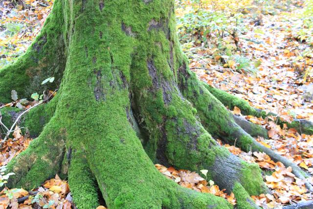 🌳🌲🍁🍂Holz soweit das Auge reicht🍂🍁🌲🌳 | Foto: Ralf Röser