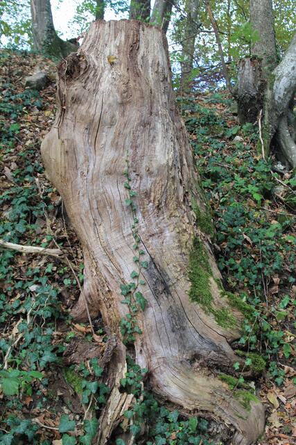 🌳🌲🍁🍂Holz soweit das Auge reicht🍂🍁🌲🌳 | Foto: Ralf Röser