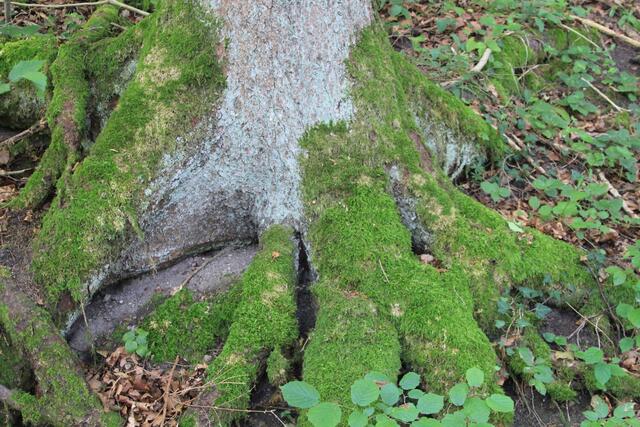 🌳🌲🍁🍂Holz soweit das Auge reicht🍂🍁🌲🌳 | Foto: Ralf Röser