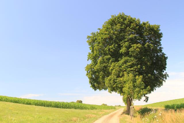 🌳🌲🍁🍂Holz soweit das Auge reicht🍂🍁🌲🌳 | Foto: Ralf Röser