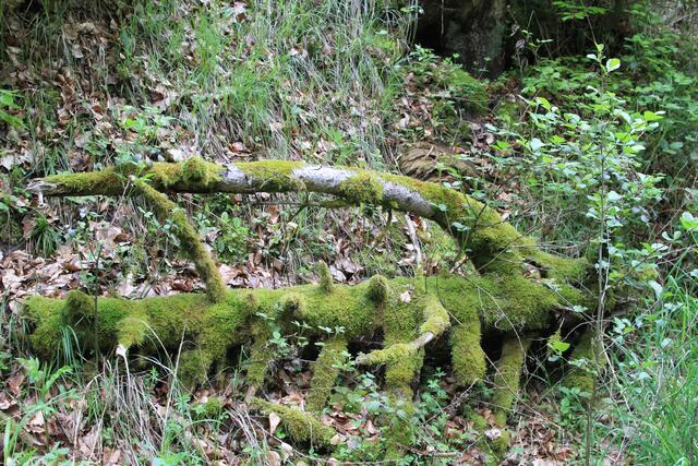 🌳🌲🍁🍂Holz soweit das Auge reicht🍂🍁🌲🌳 | Foto: Ralf Röser
