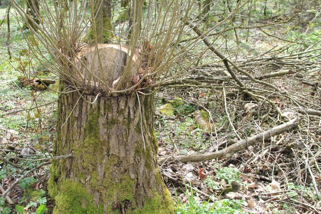 🌳🌲🍁🍂Holz soweit das Auge reicht🍂🍁🌲🌳 | Foto: Ralf Röser