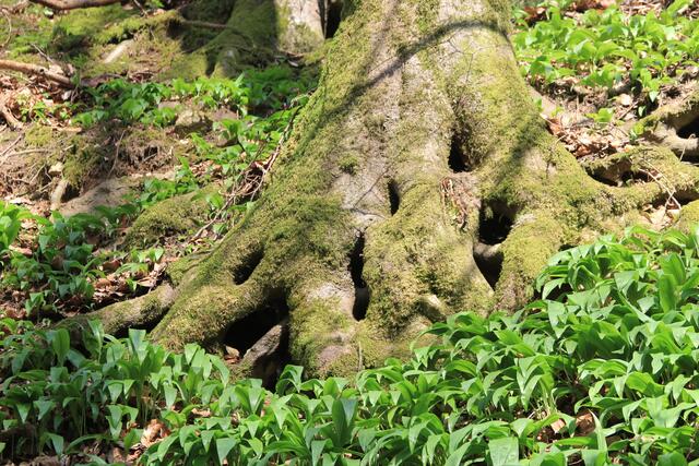 🌳🌲🍁🍂Holz soweit das Auge reicht🍂🍁🌲🌳 | Foto: Ralf Röser