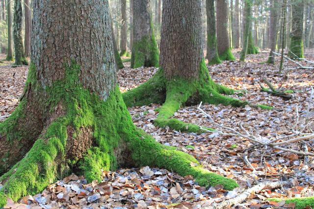 🌳🌲🍁🍂Holz soweit das Auge reicht🍂🍁🌲🌳 | Foto: Ralf Röser