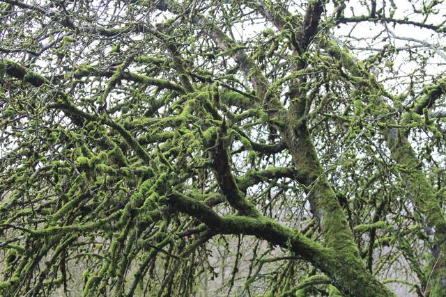 🌳🌲🍁🍂Holz soweit das Auge reicht🍂🍁🌲🌳 | Foto: Ralf Röser