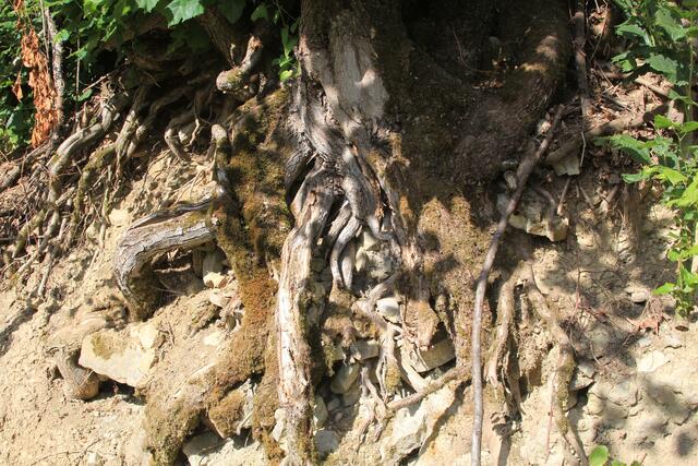 🌳🌲🍁🍂Holz soweit das Auge reicht🍂🍁🌲🌳 | Foto: Ralf Röser