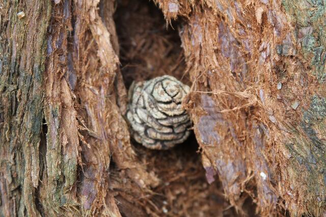 🌳🌲🍁🍂Holz soweit das Auge reicht🍂🍁🌲🌳 | Foto: Ralf Röser
