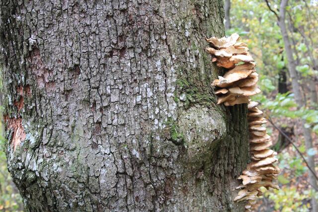 🌳🌲🍁🍂Holz soweit das Auge reicht🍂🍁🌲🌳 | Foto: Ralf Röser