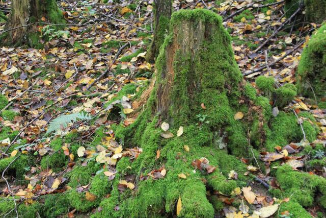 🌳🌲🍁🍂Holz soweit das Auge reicht🍂🍁🌲🌳 | Foto: Ralf Röser