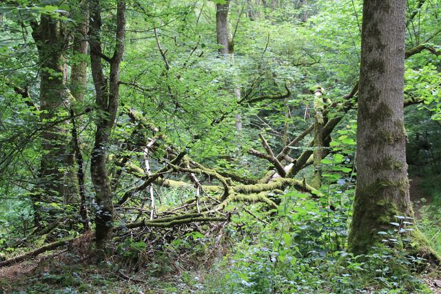 🌳🌲🍁🍂Holz soweit das Auge reicht🍂🍁🌲🌳 | Foto: Ralf Röser