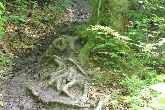🌳🌲🍁🍂Holz soweit das Auge reicht🍂🍁🌲🌳 | Foto: Ralf Röser