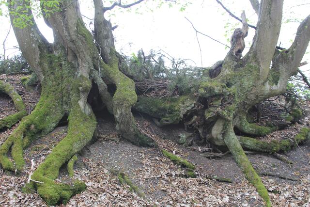 🌳🌲🍁🍂Holz soweit das Auge reicht🍂🍁🌲🌳 | Foto: Ralf Röser