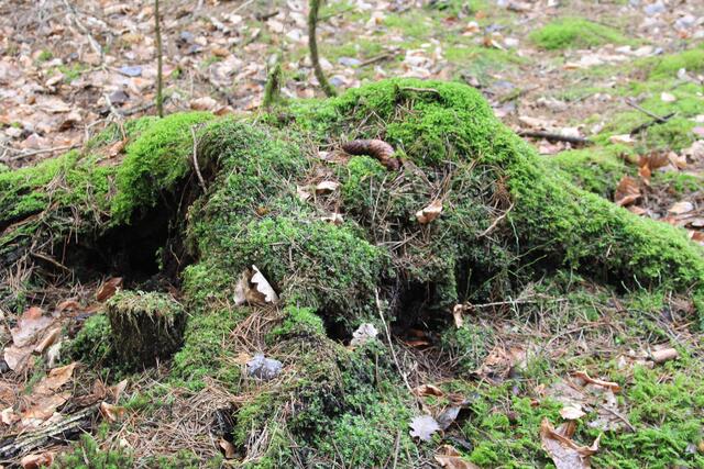 🌳🌲🍁🍂Holz soweit das Auge reicht🍂🍁🌲🌳 | Foto: Ralf Röser