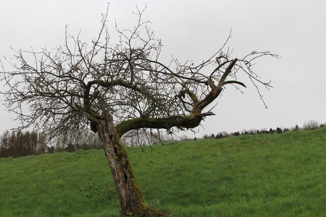 🌳🌲🍁🍂Holz soweit das Auge reicht🍂🍁🌲🌳 | Foto: Ralf Röser